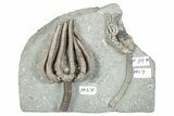 Fossil Crinoid Plate (Two Species) with Starfish - Indiana #273738-1